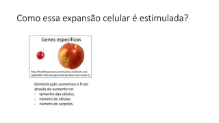 Como essa expansão celular é estimulada?
http://healthawarenesscommunity.com/fruits-and-
vegetables-that-are-gmo-and-we-dont-even-know-it/
Genes específicos
Domesticação aumentou o fruto
através do aumento no:
- tamanho das células;
- número de células;
- número de carpelos.
 