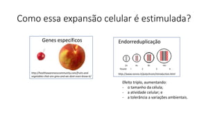 Como essa expansão celular é estimulada?
http://www.nenno.it/polychrom/introduction.html
Endorreduplicação
Efeito triplo, aumentando:
- o tamanho da célula;
- a atividade celular; e
- a tolerância a variações ambientais.
http://healthawarenesscommunity.com/fruits-and-
vegetables-that-are-gmo-and-we-dont-even-know-it/
Genes específicos
 
