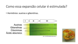 Como essa expansão celular é estimulada?
• Hormônios: auxinas e giberelinas.
DOI: 10.1007/s00344-005-0015-0
Auxinas
Giberelinas
Citocininas
Ácido abscísico
 