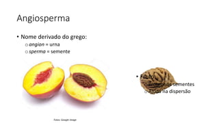 Angiosperma
• Nome derivado do grego:
oangion = urna
osperma = semente
Fotos: Google image
• Fruto:
o Protege as sementes
o Ajuda na dispersão
 