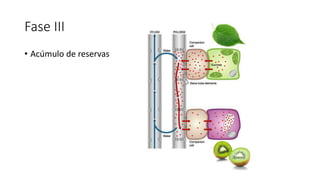 Fase III
• Acúmulo de reservas
 
