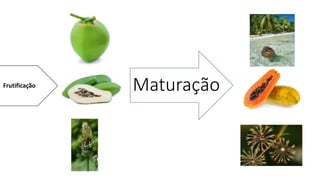 Maturação
Frutificação
 