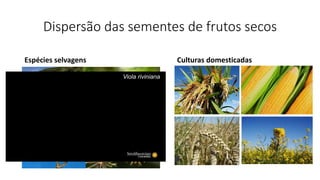 Dispersão das sementes de frutos secos
Espécies selvagens Culturas domesticadas
Viola riviniana
 