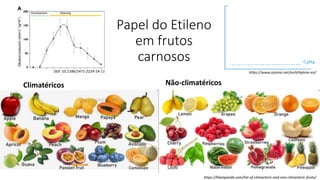 Papel do Etileno
em frutos
carnosos
https://blastpanda.com/list-of-climacteric-and-non-climacteric-fruits/
Climatéricos Não-climatéricos
https://www.ozeano.net/en/ethylene-en/
DOI: 10.1186/1471-2229-14-11
 