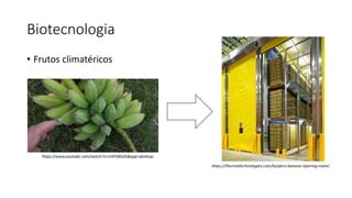 Biotecnologia
• Frutos climatéricos
https://thermaltechnologies.com/tarpless-banana-ripening-room/
https://www.youtube.com/watch?v=JrtlFHfKJZo&app=desktop
 