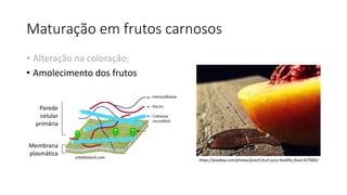 Maturação em frutos carnosos
• Alteração na coloração;
• Amolecimento dos frutos
Parede
celular
primária
Membrana
plasmática
orbitbiotech.com
https://pixabay.com/photos/peach-fruit-juicy-healthy-food-437680/
 