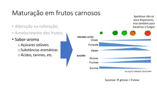 Maturação em frutos carnosos
• Alteração na coloração;
• Amolecimento dos frutos;
• Sabor-aroma
oAçúcares solúveis
oSubstâncias aromáticas
oÁcidos, taninos, etc.
Apetitoso não só
para dispersores,
mas também para
bactérias e fungos
doi.org/10.3389/fpls.2018.01689
Sacarose → glicose + frutose
 