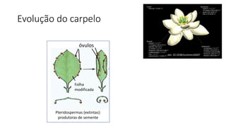 Evolução do carpelo
Carpelo
simples
Três carpelos
fusionados
Eudicotiledôneas e
monocotiledôneas
Angiospermas
Folha
modificada
óvulos
Pteridospermas (extintas):
produtoras de semente
doi: 10.1038/ncomms16047
 