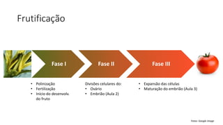 Frutificação
Fase I Fase II Fase III
• Polinização
• Fertilização
• Início do desenvolv.
do fruto
Divisões celulares do:
• Ovário
• Embrião (Aula 2)
• Expansão das células
• Maturação do embrião (Aula 3)
Fotos: Google image
 