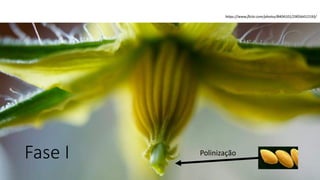 Fase I
https://www.flickr.com/photos/8404101/29056412193/
Polinização
 