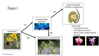 Fase I
Polinização?
Sim
Não Abortamento e queda da flor
Compatibilidade
genética?
Sim
Não
Fotos: Google image
Dupla fertilização:
Embrião e endosperma
Efeito triplo:
- Formação do fruto
- Formação da semente
- Morte celular programada do
perianto
 