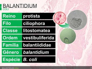 BALANTIDIUMCOLI
BALANTIDIUM COLI 3
Reino
Filo
Classe
Ordem
Família
Gênero
Espécie
litostomatea
vestibuliferida
balantiididae
balantidium
B. coli
ciliophora
protista
 