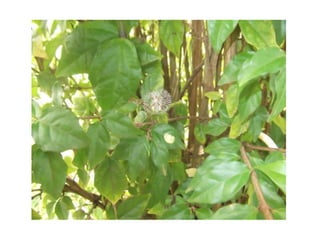 Slides bichinhos apresentação