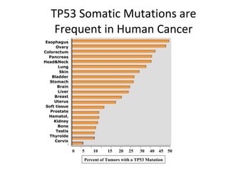 TP53 Somatic Mutations are Frequent in Human Cancer 0  5  10  15  20  25  30  40  45  50 Cervix Thyro ï de Testis Bone Kidney Hematol. Prostate Soft tissue Uterus Breast Liver Brain Stomach Bladder Skin Lung Head&Neck Pancreas Colorectum Ovary Esophagus Percent of Tumors with a TP53 Mutation 