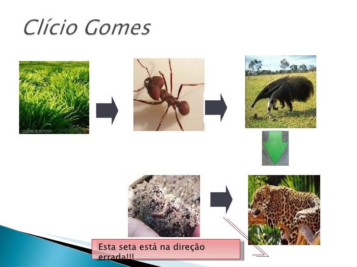 Slides Cadeia Alimentar