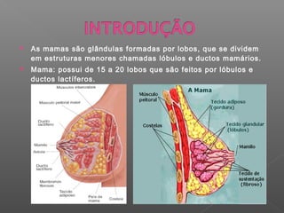    As mamas são glândulas formadas por lobos, que se dividem
    em estruturas menores chamadas lóbulos e ductos mamários.
   Mama: possui de 15 a 20 lobos que são feitos por lóbulos e
    ductos lactíferos.
 