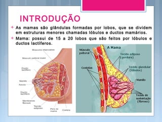 INTRODUÇÃO
 As mamas são glândulas formadas por lobos, que se dividem
em estruturas menores chamadas lóbulos e ductos mamários.
 Mama: possui de 15 a 20 lobos que são feitos por lóbulos e
ductos lactíferos.
 