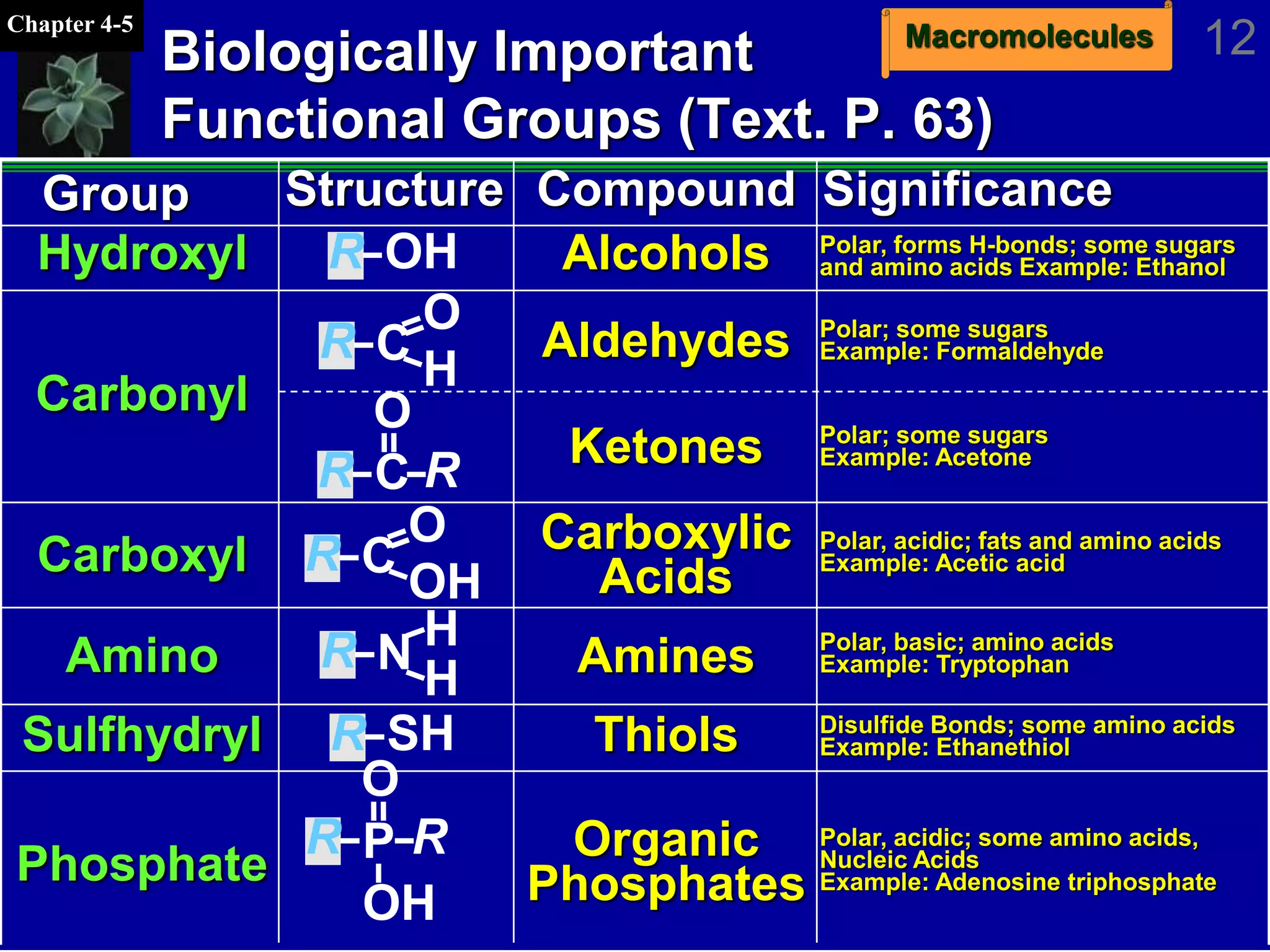 MacromoleculesChapter 4-5
12
Polar; some sugars
Example: Acetone
Polar, forms H-bonds; some sugars
and amino acids Example: EthanolR OH
R
H
C
O
R RC
O
R
OH
C
O
R
H
N H
R SH
Biologically Important
Functional Groups (Text. P. 63)
Thiols
Phosphate
AminesAmino
Carboxylic
AcidsCarboxyl
Ketones
Aldehydes
Carbonyl
AlcoholsHydroxyl
CompoundStructureGroup
Sulfhydryl
R RP
O
OH
Organic
Phosphates
Significance
Polar; some sugars
Example: Formaldehyde
Polar, acidic; fats and amino acids
Example: Acetic acid
Polar, basic; amino acids
Example: Tryptophan
Disulfide Bonds; some amino acids
Example: Ethanethiol
Polar, acidic; some amino acids,
Nucleic Acids
Example: Adenosine triphosphate
 