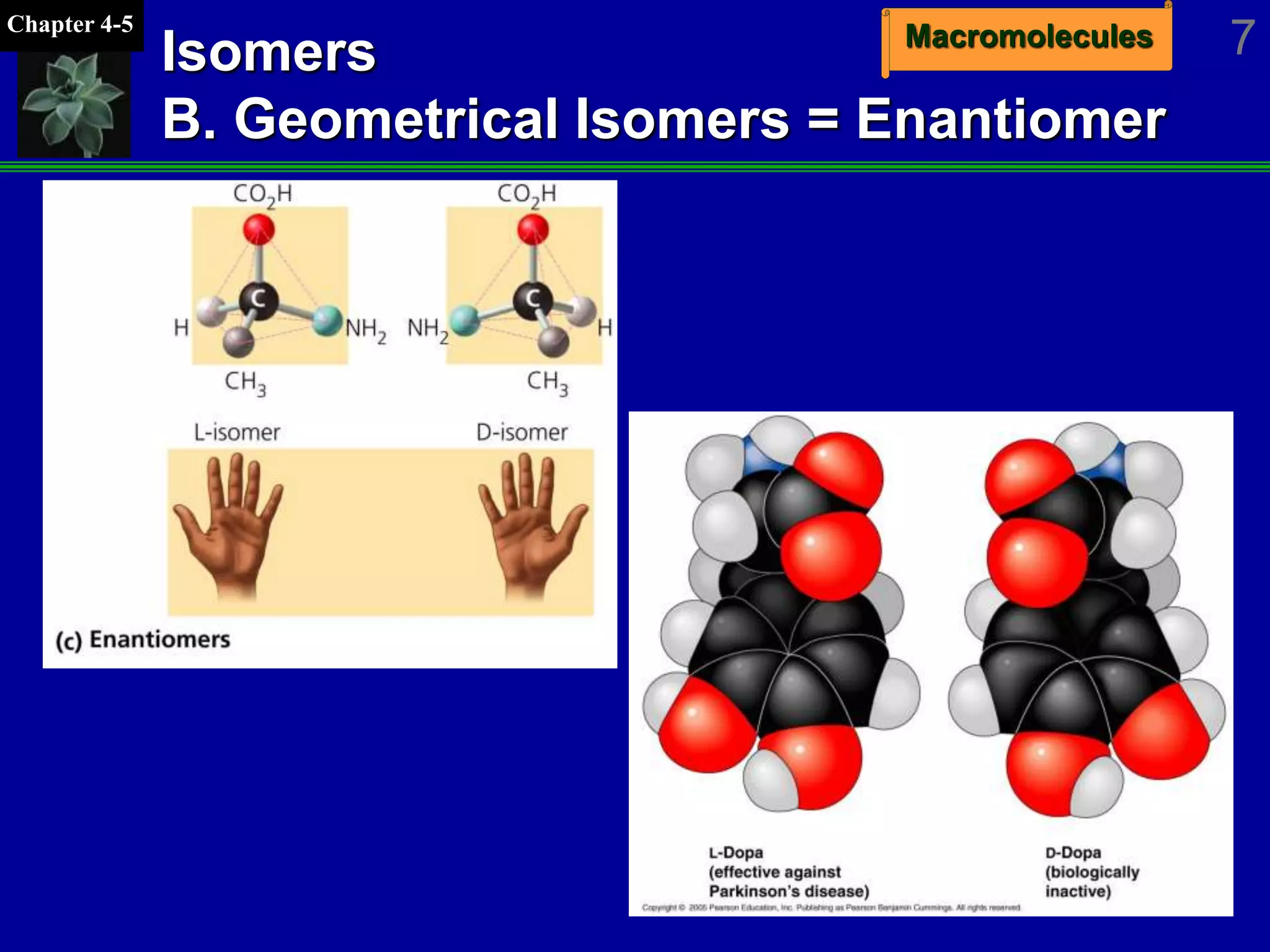 MacromoleculesChapter 4-5
7Isomers
B. Geometrical Isomers = Enantiomer
 