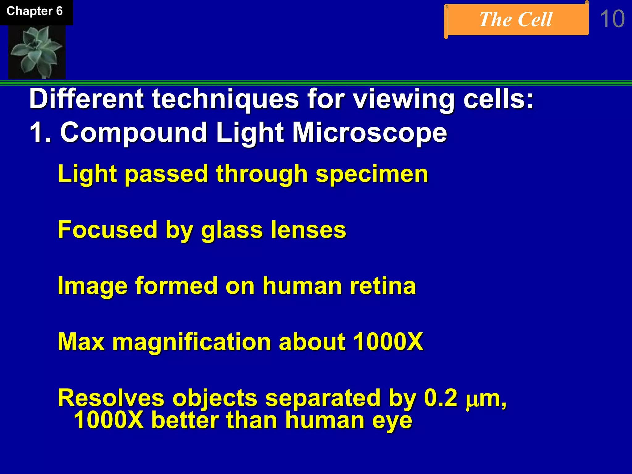 The Cell 10Chapter 6
Different techniques for viewing cells:
1. Compound Light Microscope
Light passed through specimen
Focused by glass lenses
Image formed on human retina
Max magnification about 1000X
Resolves objects separated by 0.2 mm,
1000X better than human eye
 