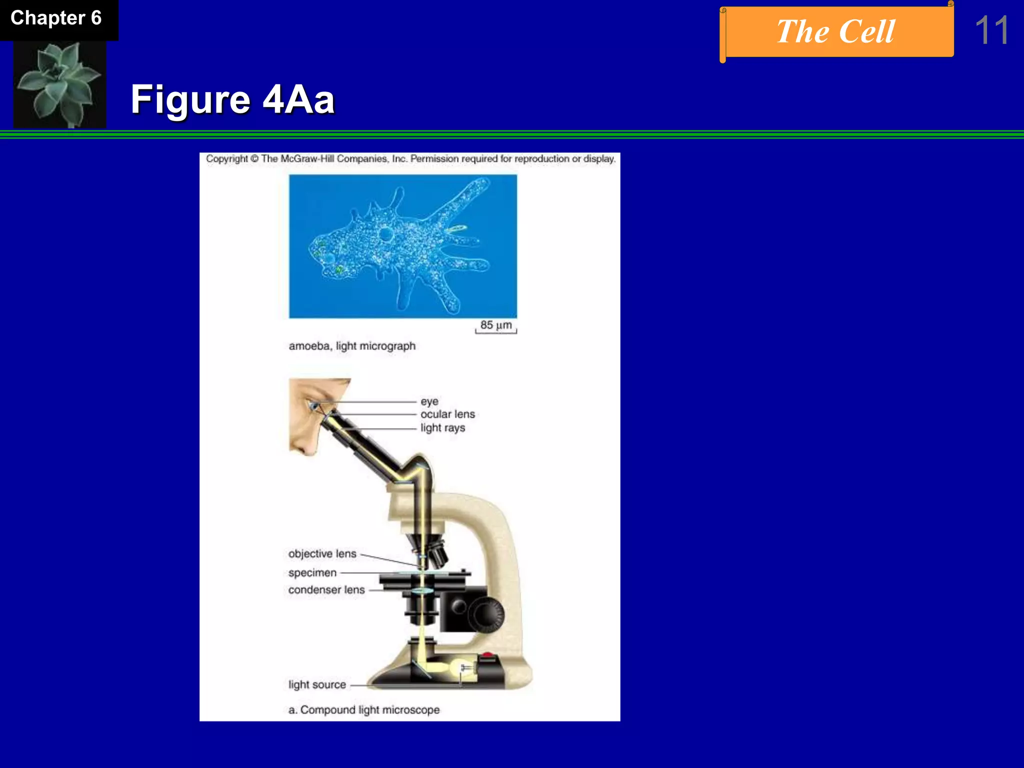 The Cell 11Chapter 6
Figure 4Aa
 