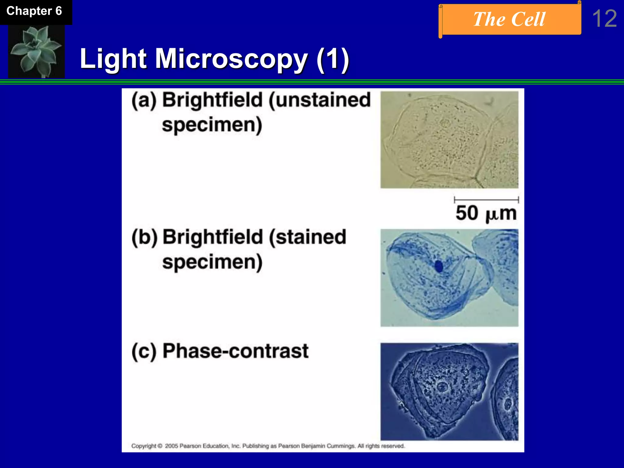 The Cell 12Chapter 6
Light Microscopy (1)
 