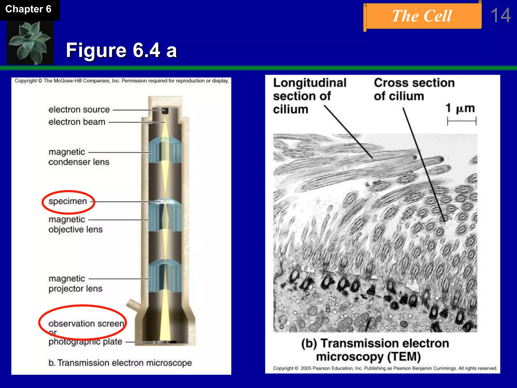 The Cell 14Chapter 6
Figure 6.4 a
 