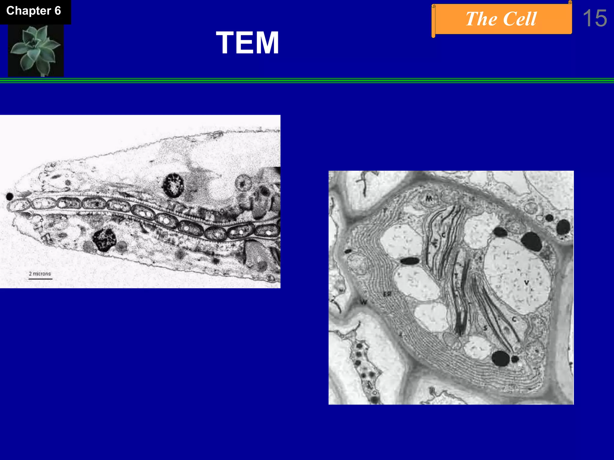 The Cell 15Chapter 6
TEM
 
