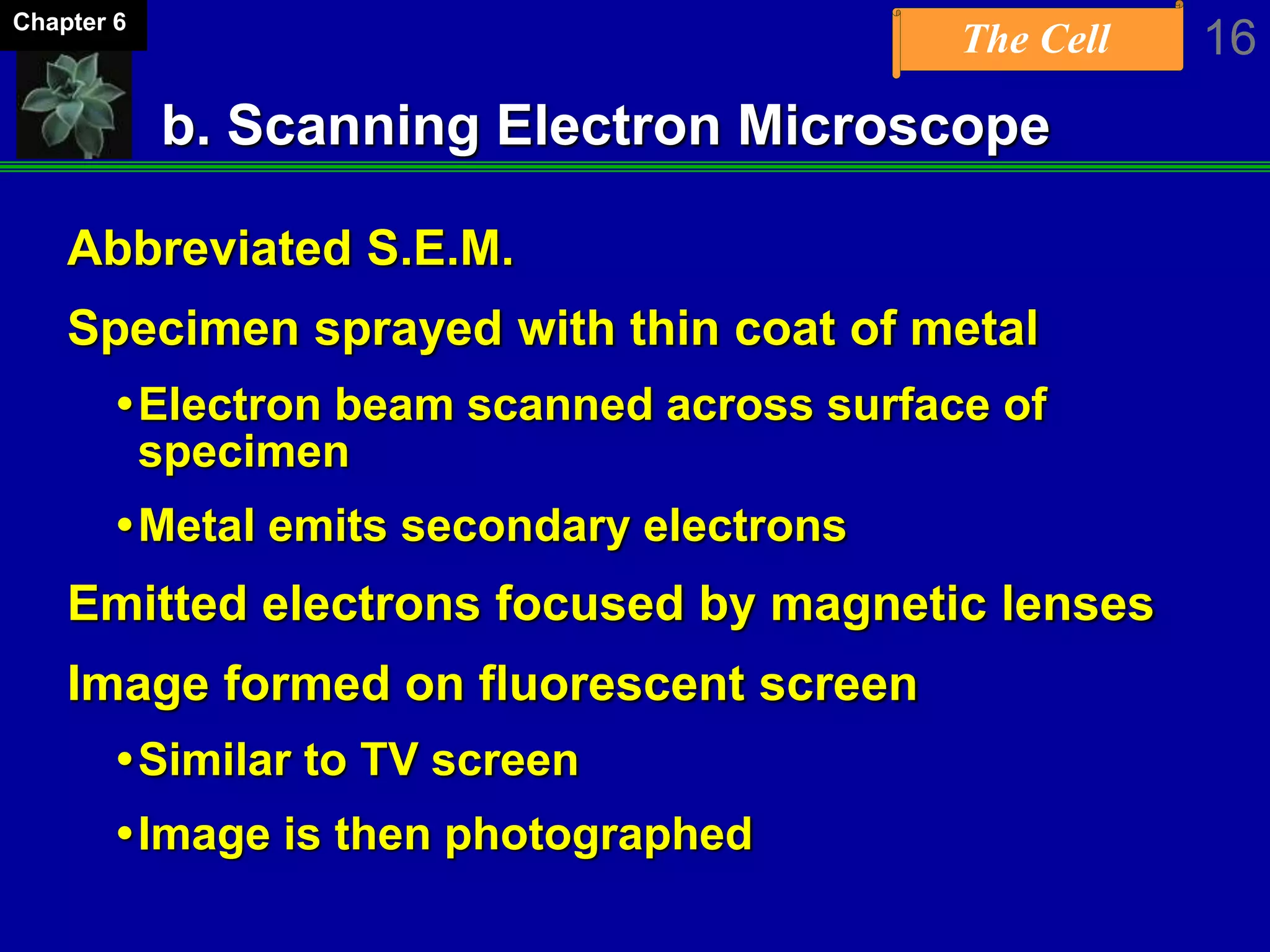 The Cell 16Chapter 6
b. Scanning Electron Microscope
Abbreviated S.E.M.
Specimen sprayed with thin coat of metal
Electron beam scanned across surface of
specimen
Metal emits secondary electrons
Emitted electrons focused by magnetic lenses
Image formed on fluorescent screen
Similar to TV screen
Image is then photographed
 