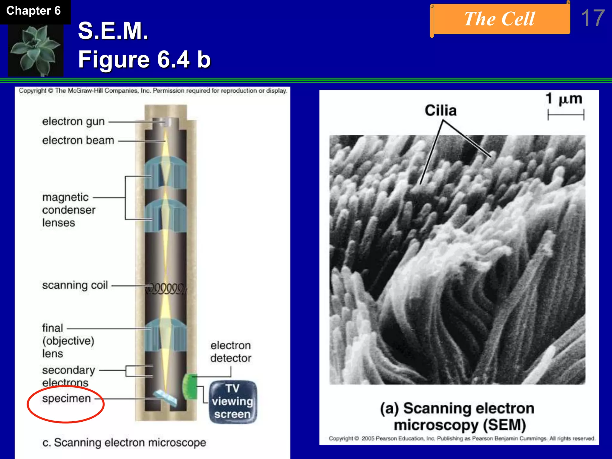 The Cell 17Chapter 6
S.E.M.
Figure 6.4 b
 
