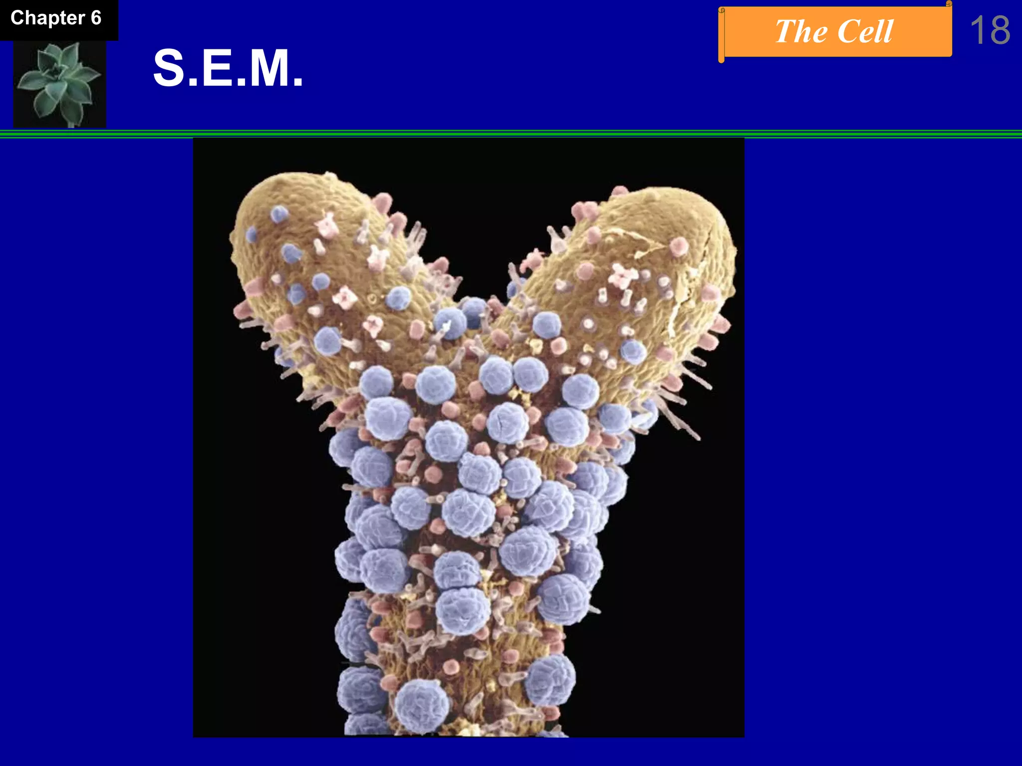 The Cell 18Chapter 6
S.E.M.
 