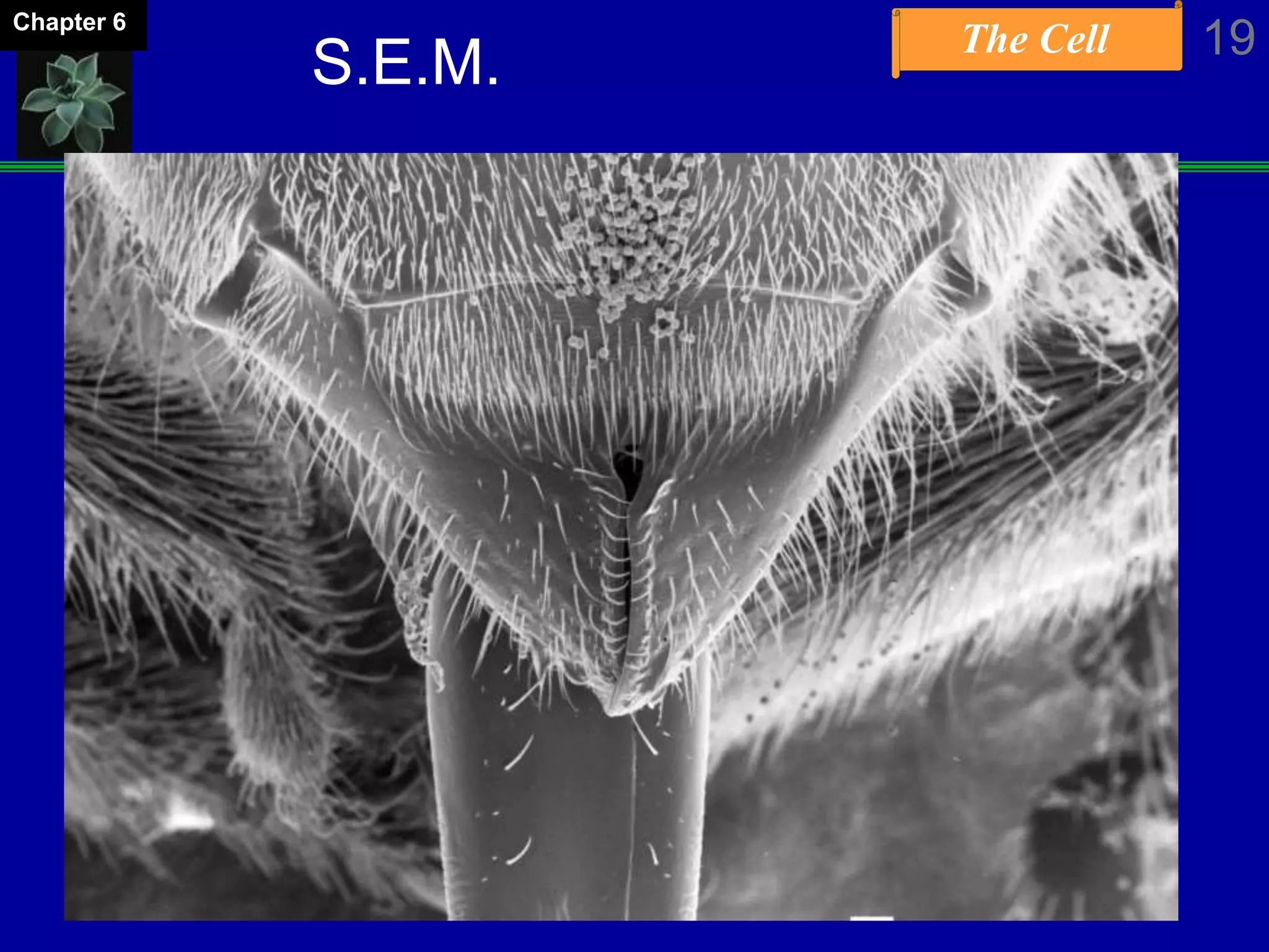 The Cell 19Chapter 6
S.E.M.
 