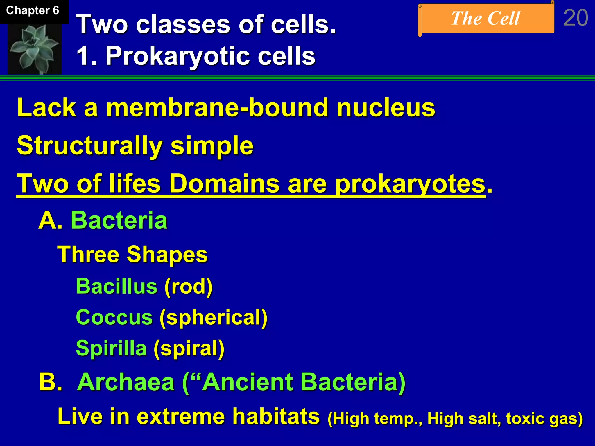 The Cell 20Chapter 6
Two classes of cells.
1. Prokaryotic cells
Lack a membrane-bound nucleus
Structurally simple
Two of lifes Domains are prokaryotes.
A. Bacteria
Three Shapes
Bacillus (rod)
Coccus (spherical)
Spirilla (spiral)
B. Archaea (“Ancient Bacteria)
Live in extreme habitats (High temp., High salt, toxic gas)
 