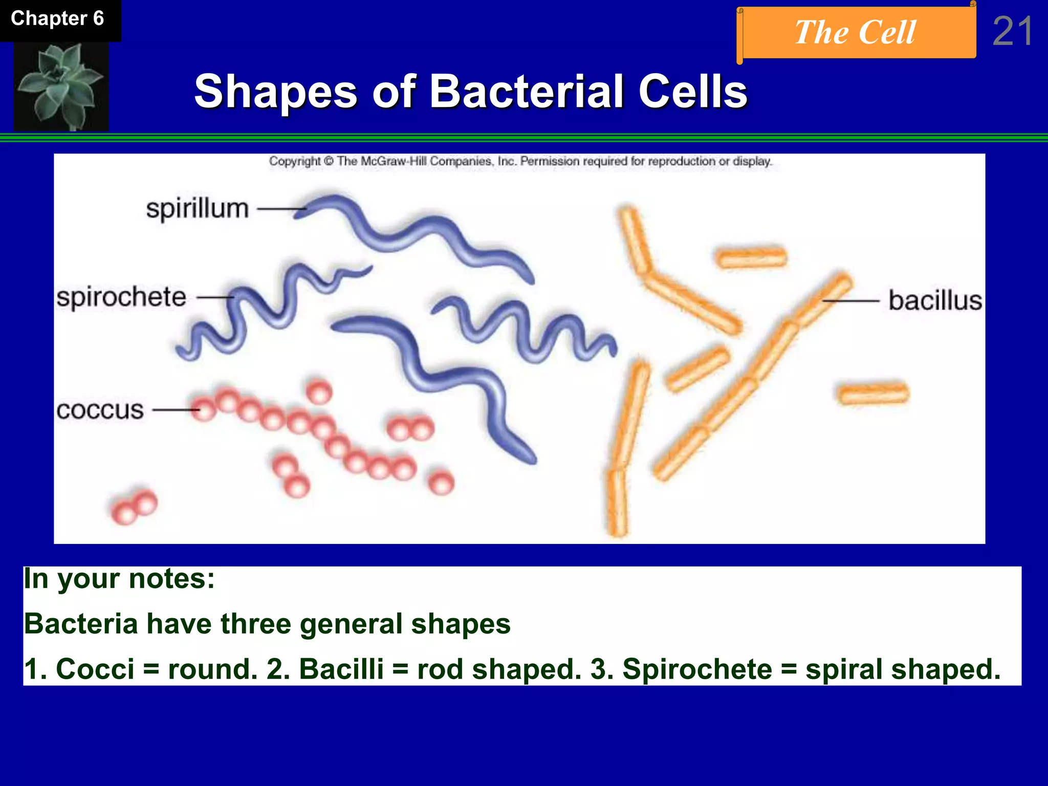 The Cell 21Chapter 6
Shapes of Bacterial Cells
In your notes:
Bacteria have three general shapes
1. Cocci = round. 2. Bacilli = rod shaped. 3. Spirochete = spiral shaped.
 