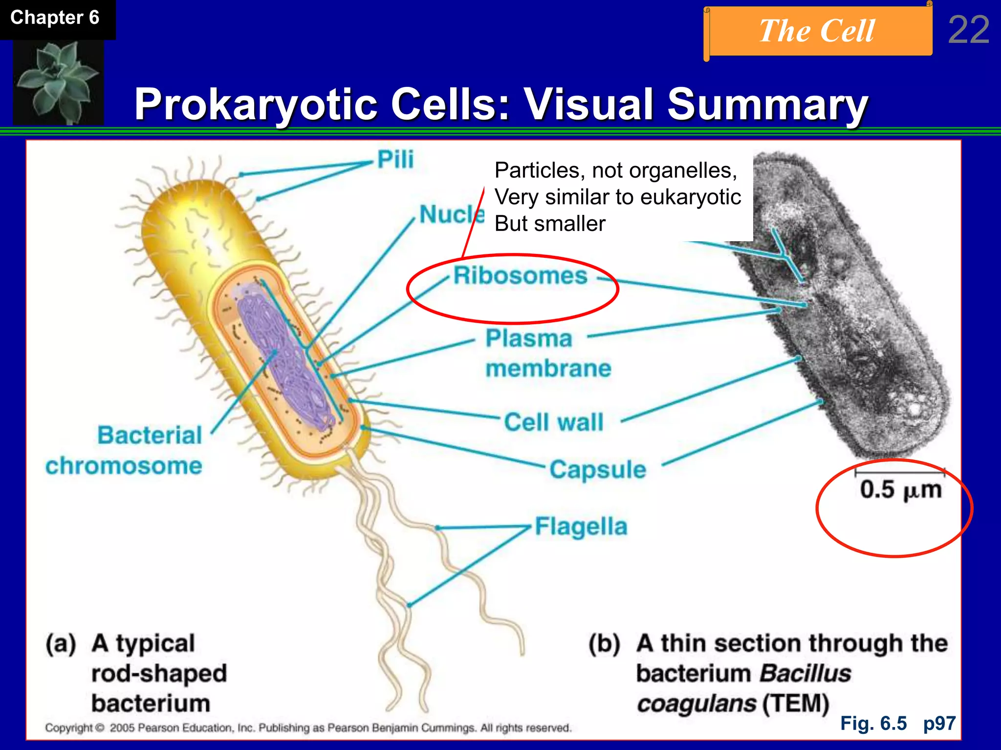 The Cell 22Chapter 6
Prokaryotic Cells: Visual Summary
Particles, not organelles,
Very similar to eukaryotic
But smaller
Fig. 6.5 p97
 