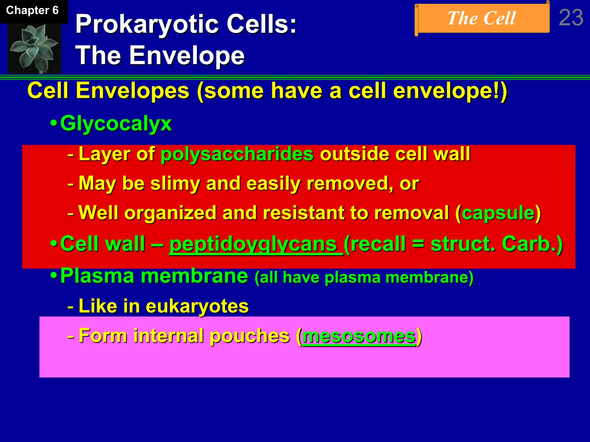The Cell 23Chapter 6
Prokaryotic Cells:
The Envelope
Cell Envelopes (some have a cell envelope!)
Glycocalyx
- Layer of polysaccharides outside cell wall
- May be slimy and easily removed, or
- Well organized and resistant to removal (capsule)
Cell wall – peptidoyglycans (recall = struct. Carb.)
Plasma membrane (all have plasma membrane)
- Like in eukaryotes
- Form internal pouches (mesosomes)
 