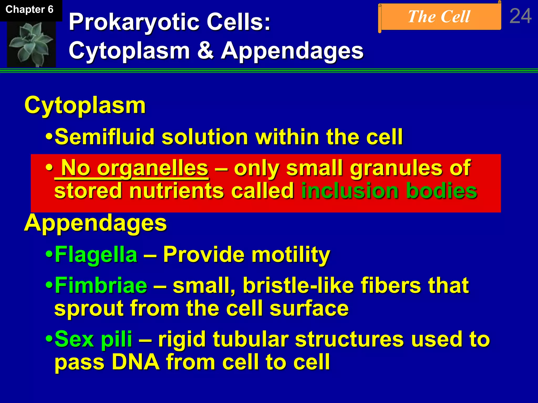 The Cell 24Chapter 6
Cytoplasm
Semifluid solution within the cell
 No organelles – only small granules of
stored nutrients called inclusion bodies
Appendages
Flagella – Provide motility
Fimbriae – small, bristle-like fibers that
sprout from the cell surface
Sex pili – rigid tubular structures used to
pass DNA from cell to cell
Prokaryotic Cells:
Cytoplasm & Appendages
 
