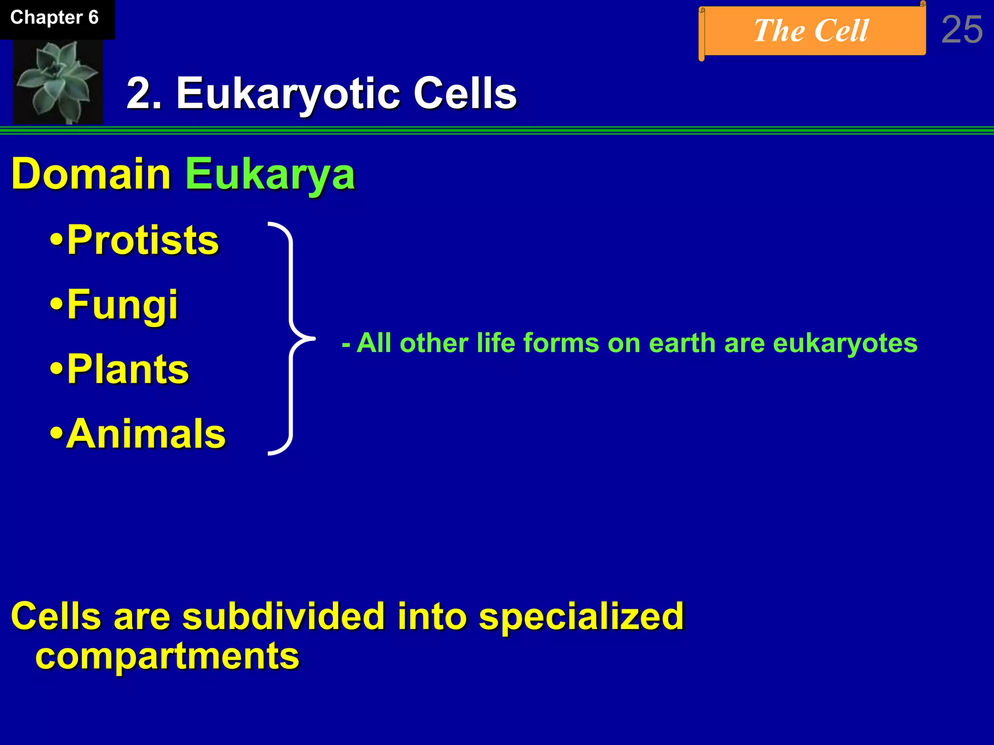 The Cell 25Chapter 6
2. Eukaryotic Cells
Domain Eukarya
Protists
Fungi
Plants
Animals
Cells are subdivided into specialized
compartments
- All other life forms on earth are eukaryotes
 