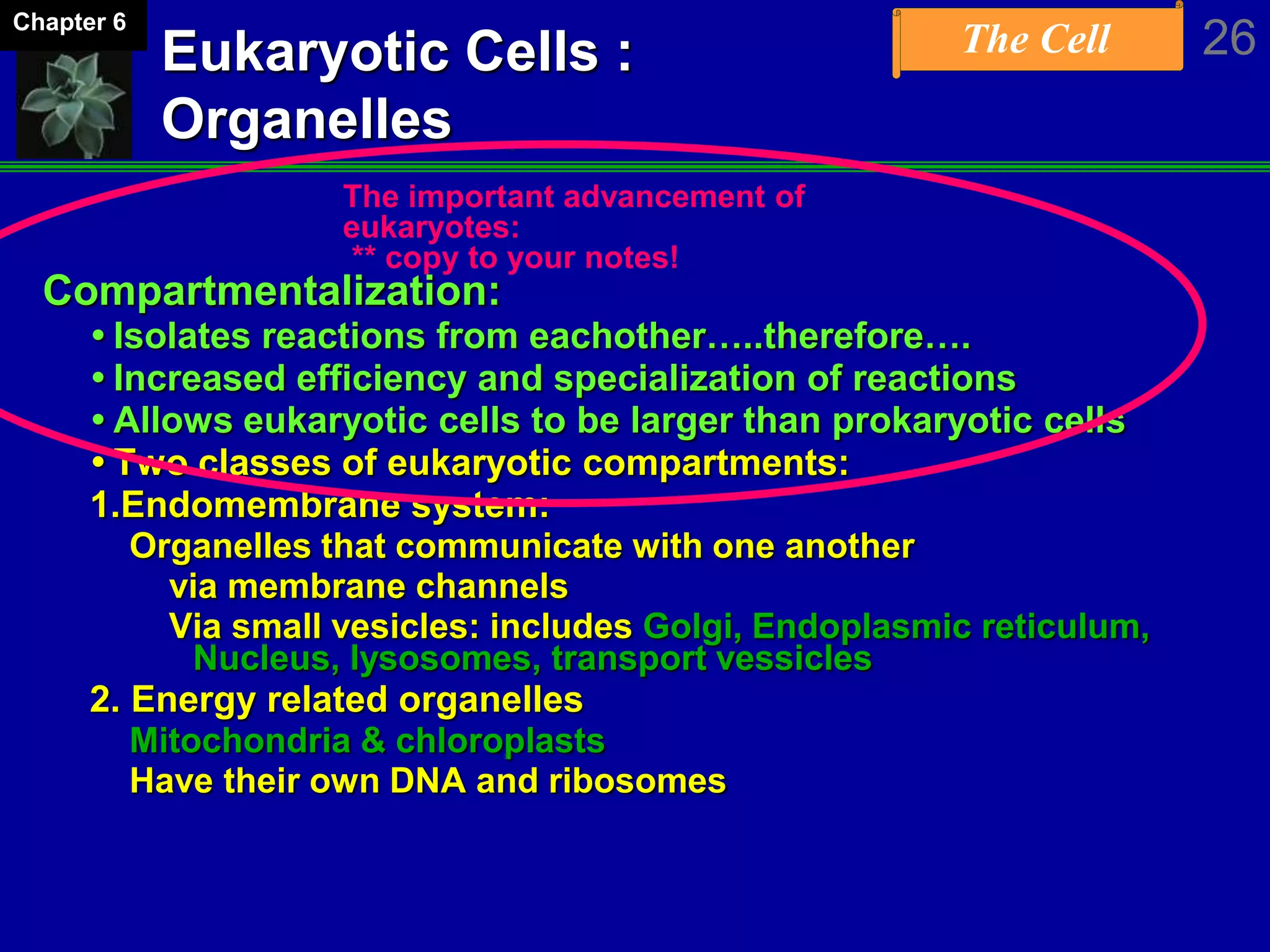 The Cell 26Chapter 6
Eukaryotic Cells :
Organelles
Compartmentalization:
 Isolates reactions from eachother…..therefore….
 Increased efficiency and specialization of reactions
 Allows eukaryotic cells to be larger than prokaryotic cells
 Two classes of eukaryotic compartments:
1.Endomembrane system:
Organelles that communicate with one another
via membrane channels
Via small vesicles: includes Golgi, Endoplasmic reticulum,
Nucleus, lysosomes, transport vessicles
2. Energy related organelles
Mitochondria & chloroplasts
Have their own DNA and ribosomes
The important advancement of
eukaryotes:
** copy to your notes!
 