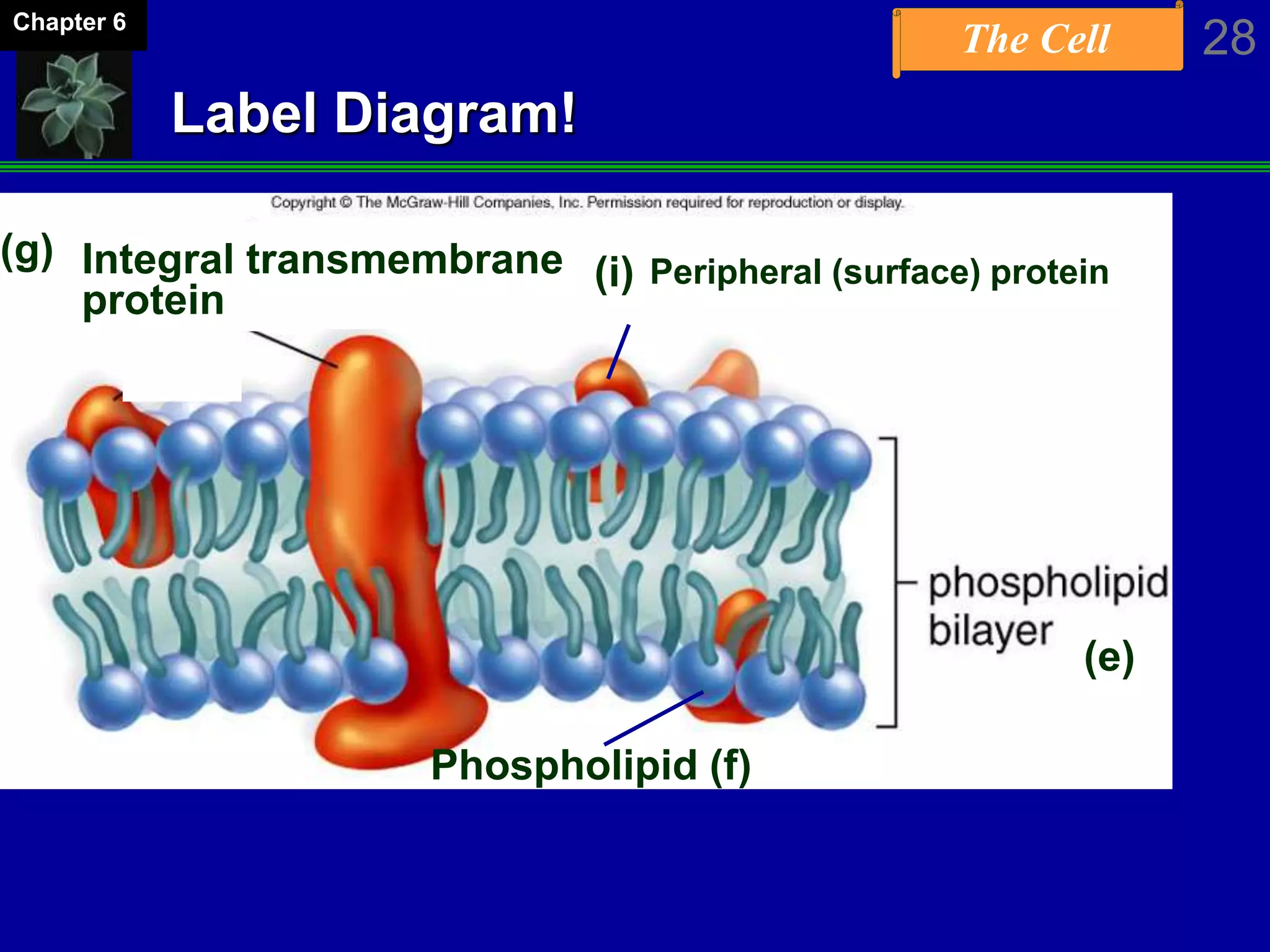 The Cell 28Chapter 6
Label Diagram!
Integral transmembrane
protein
Peripheral (surface) protein
Phospholipid (f)
(e)
(g)
(i)
 
