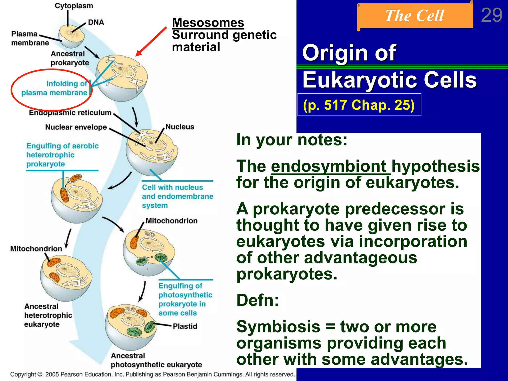 The Cell 29Chapter 6
Origin of
Eukaryotic Cells
Mesosomes
Surround genetic
material
In your notes:
The endosymbiont hypothesis
for the origin of eukaryotes.
A prokaryote predecessor is
thought to have given rise to
eukaryotes via incorporation
of other advantageous
prokaryotes.
Defn:
Symbiosis = two or more
organisms providing each
other with some advantages.
(p. 517 Chap. 25)
 