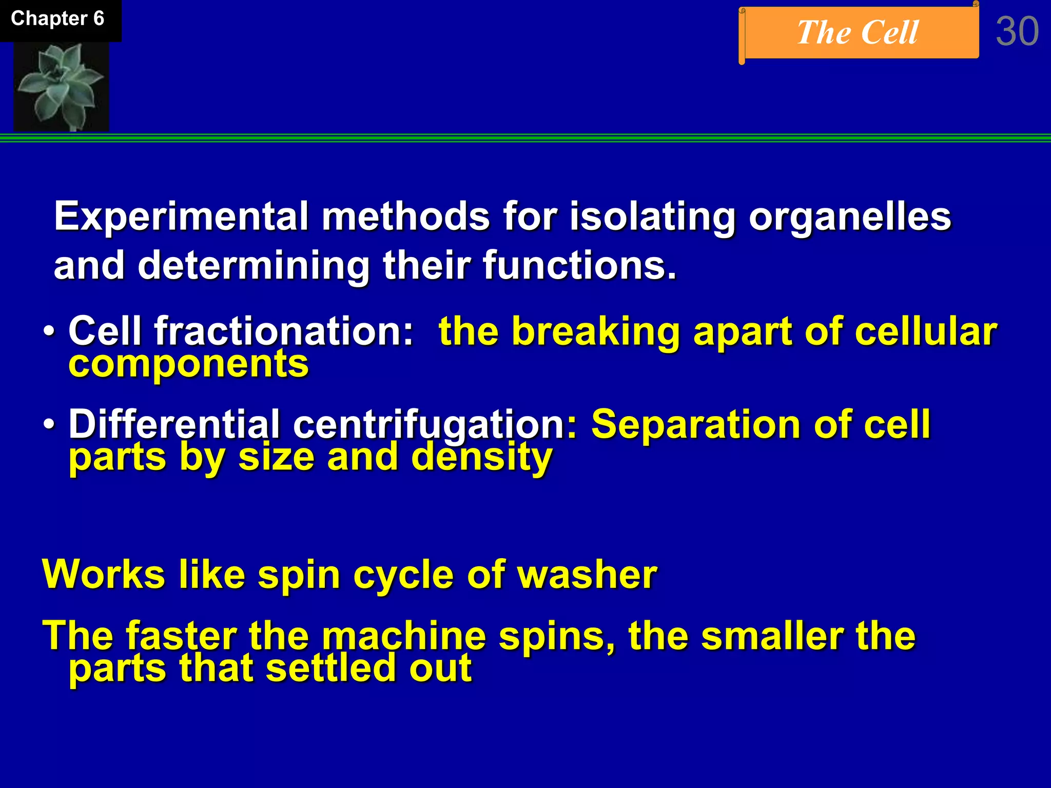 The Cell 30Chapter 6
Experimental methods for isolating organelles
and determining their functions.
• Cell fractionation: the breaking apart of cellular
components
• Differential centrifugation: Separation of cell
parts by size and density
Works like spin cycle of washer
The faster the machine spins, the smaller the
parts that settled out
 
