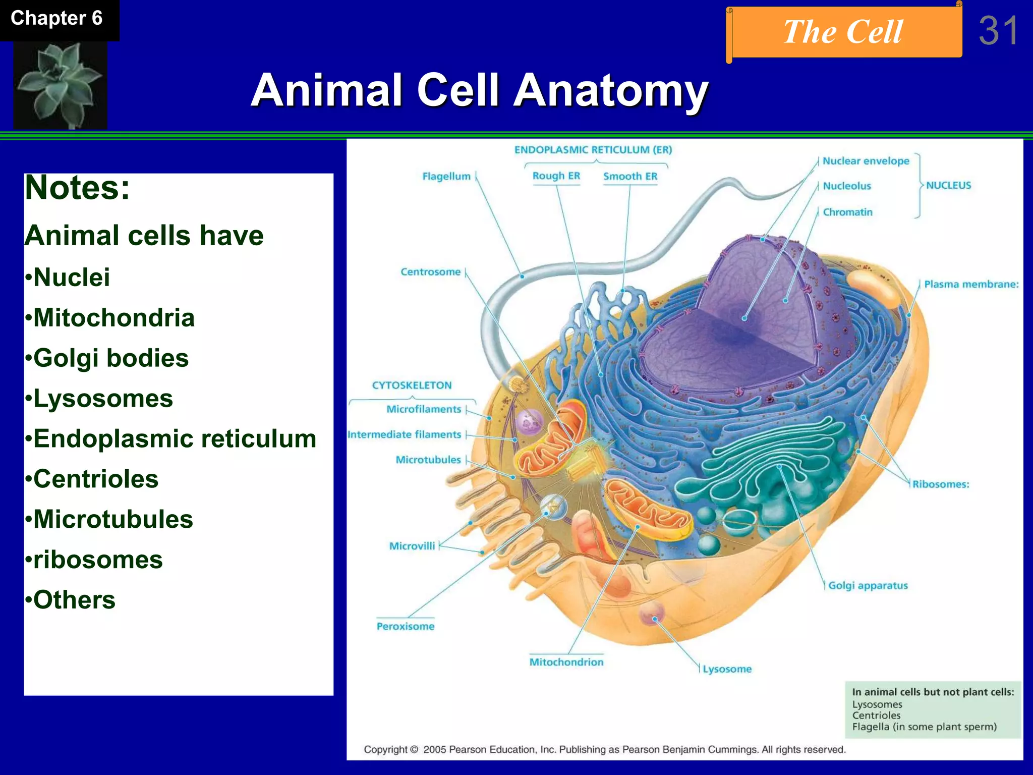 The Cell 31Chapter 6
Animal Cell Anatomy
Notes:
Animal cells have
•Nuclei
•Mitochondria
•Golgi bodies
•Lysosomes
•Endoplasmic reticulum
•Centrioles
•Microtubules
•ribosomes
•Others
 