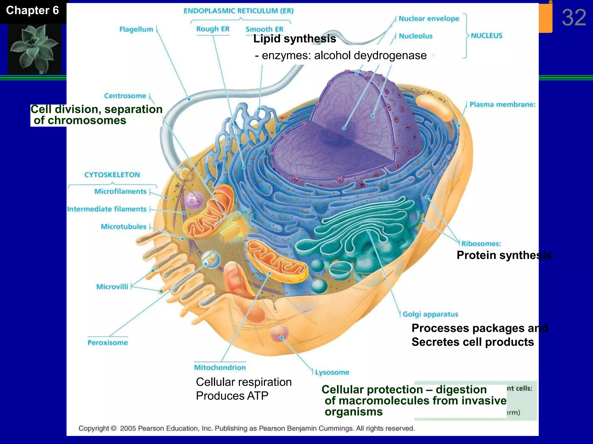 The Cell 32Chapter 6
Cell division, separation
of chromosomes
Cellular protection – digestion
of macromolecules from invasive
organisms
Lipid synthesis
Processes packages and
Secretes cell products
Protein synthesis
Cellular respiration
Produces ATP
- enzymes: alcohol deydrogenase
 