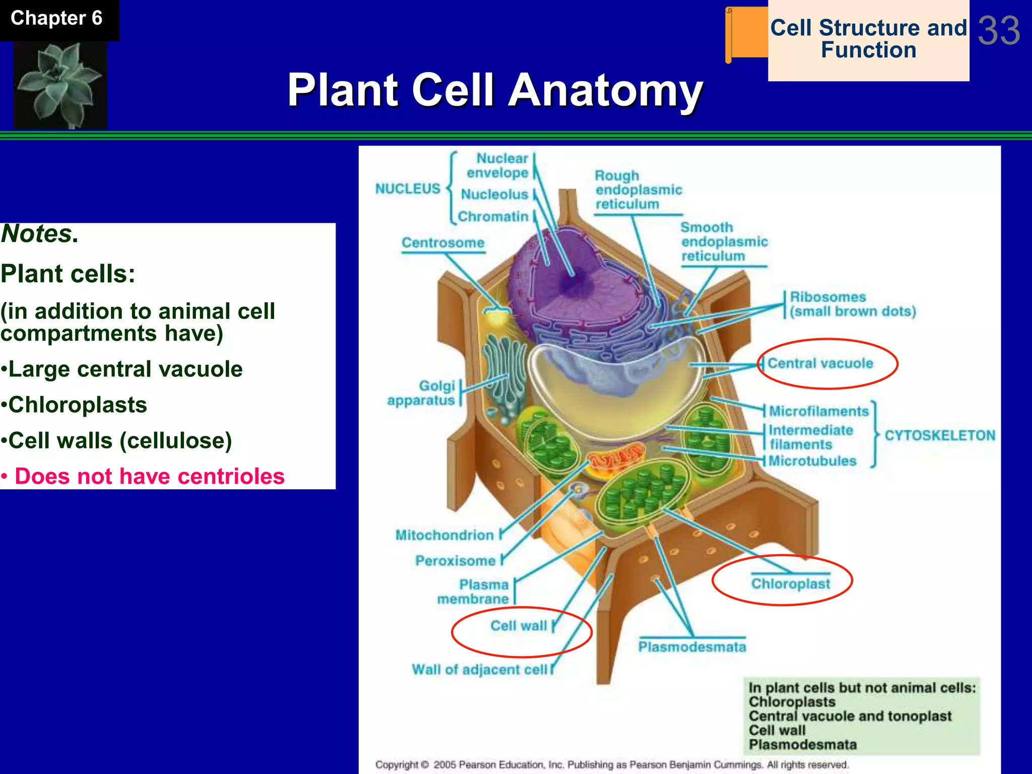 The Cell 33Chapter 6
Plant Cell Anatomy
Notes.
Plant cells:
(in addition to animal cell
compartments have)
•Large central vacuole
•Chloroplasts
•Cell walls (cellulose)
• Does not have centrioles
Cell Structure and
Function
 