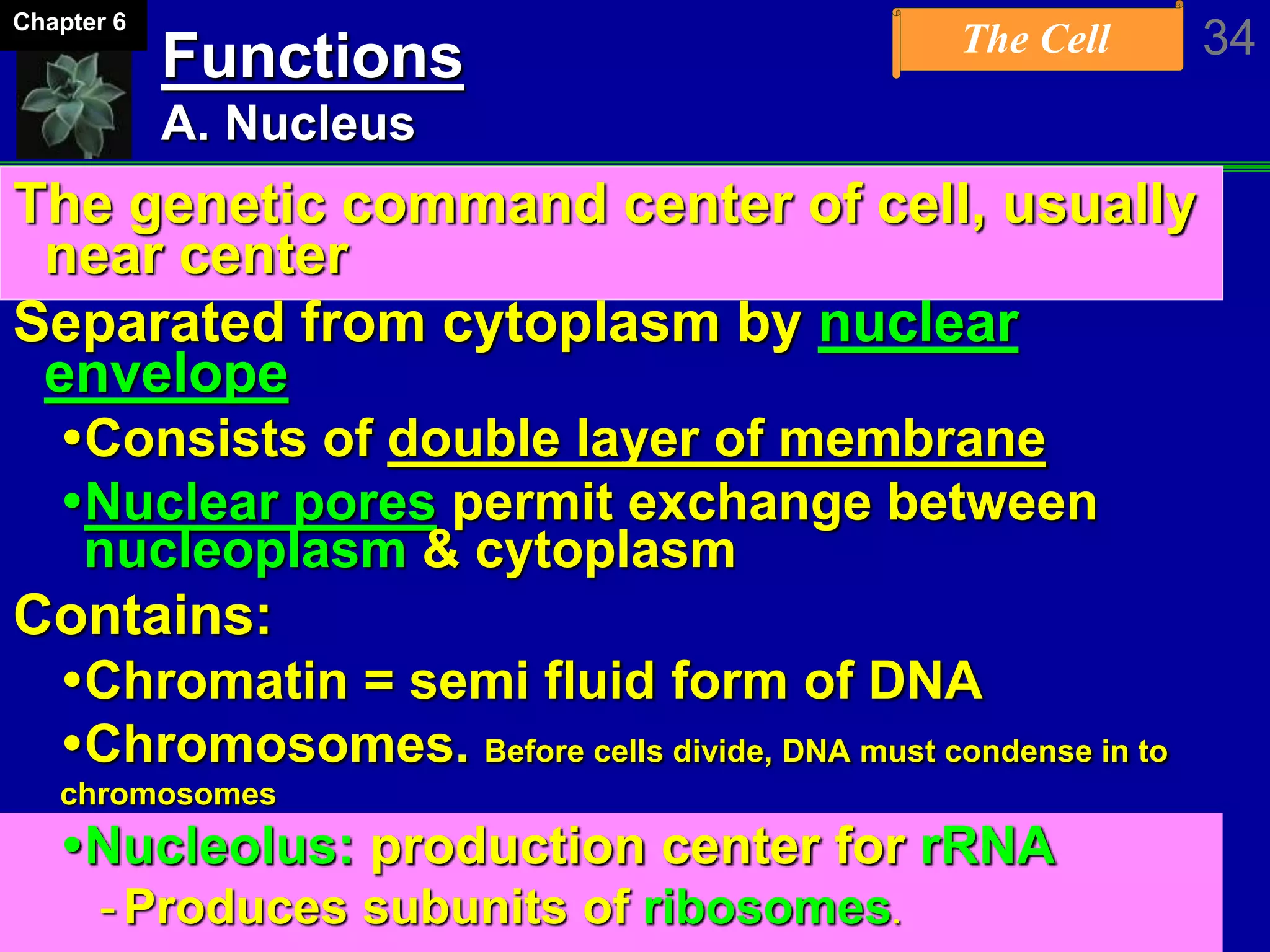 The Cell 34Chapter 6
Functions
A. Nucleus
The genetic command center of cell, usually
near center
Separated from cytoplasm by nuclear
envelope
Consists of double layer of membrane
Nuclear pores permit exchange between
nucleoplasm & cytoplasm
Contains:
Chromatin = semi fluid form of DNA
Chromosomes. Before cells divide, DNA must condense in to
chromosomes
Nucleolus: production center for rRNA
-Produces subunits of ribosomes.
 