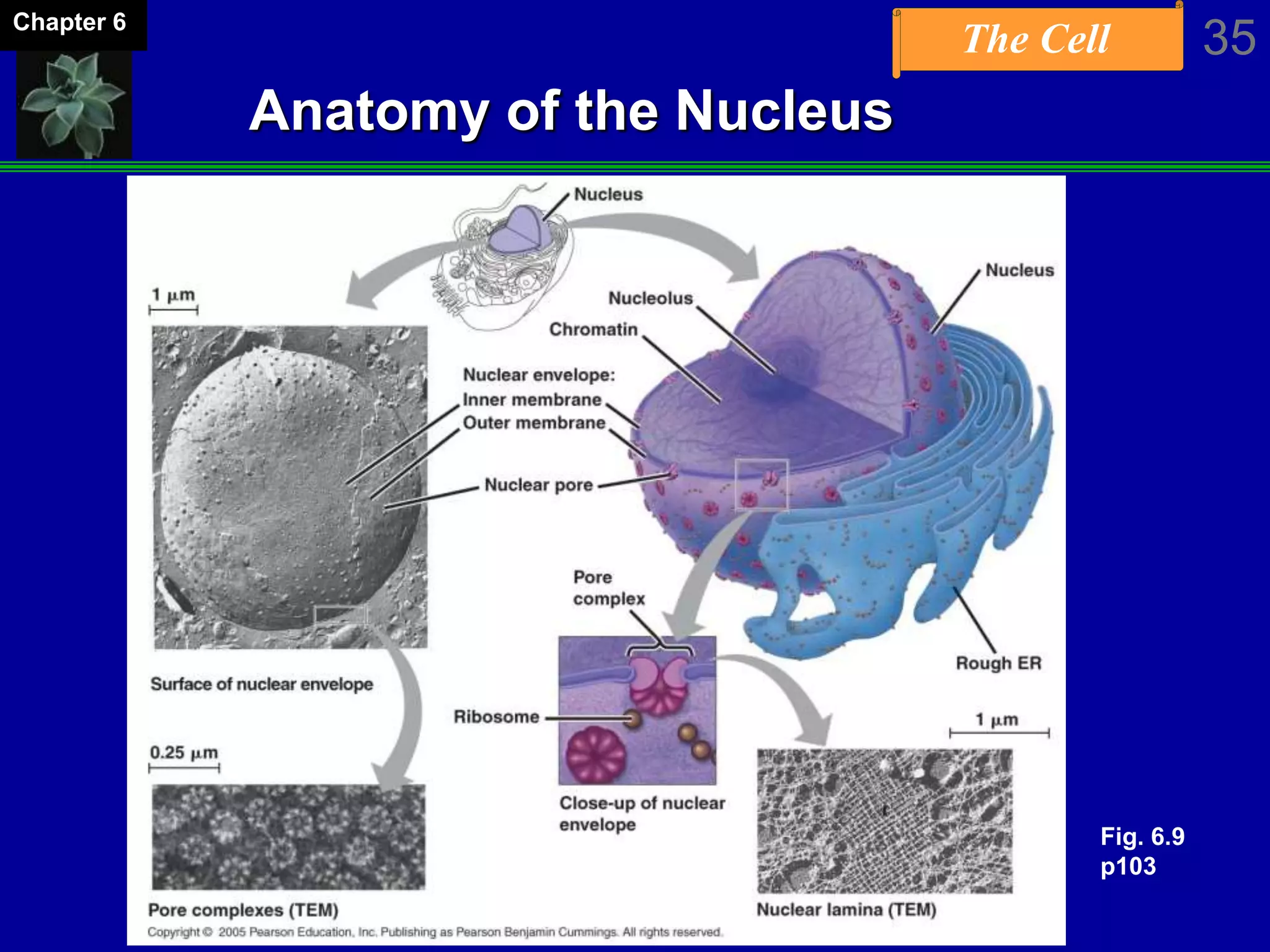 The Cell 35Chapter 6
Anatomy of the Nucleus
Fig. 6.9
p103
 