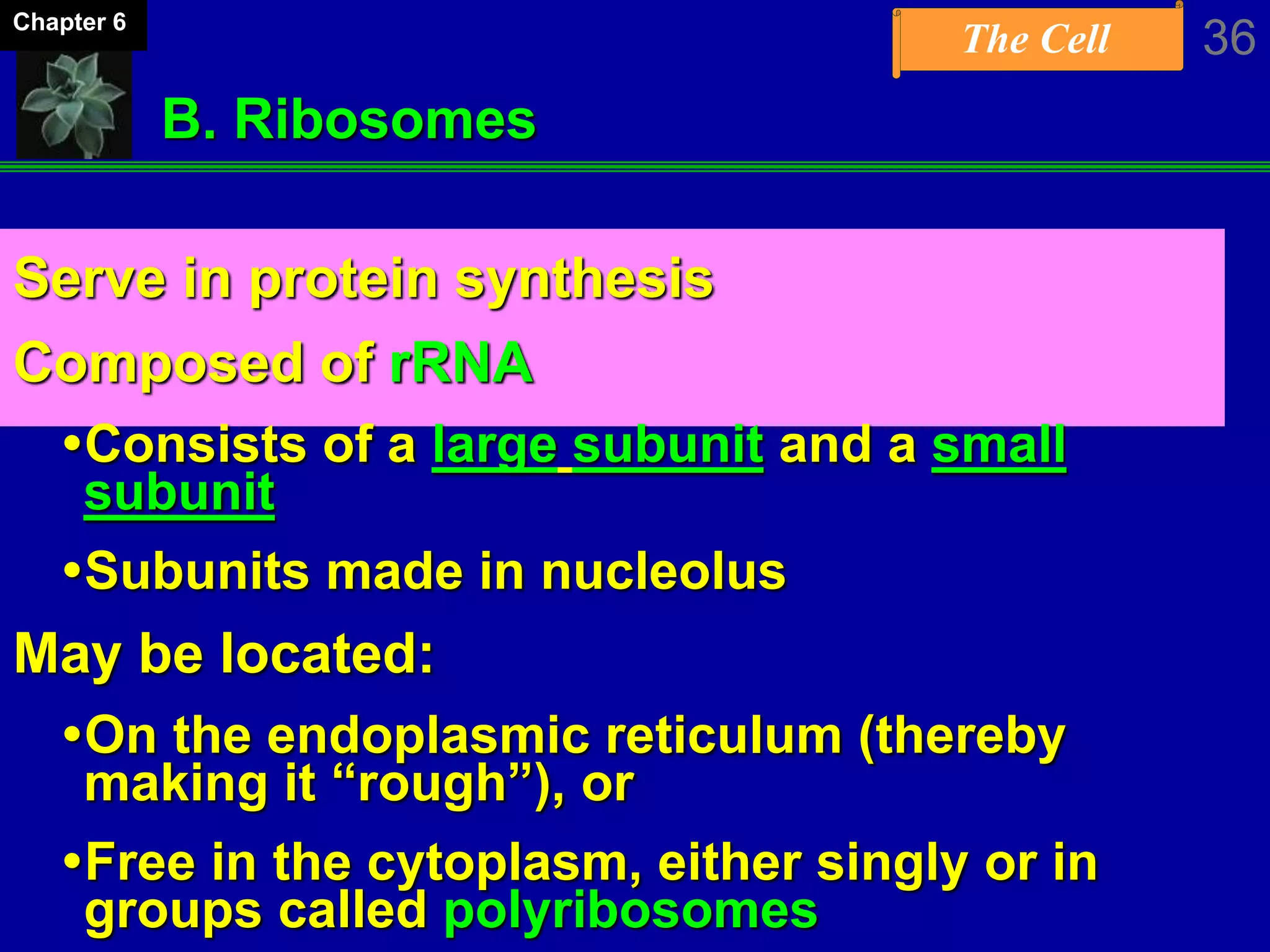 The Cell 36Chapter 6
B. Ribosomes
Serve in protein synthesis
Composed of rRNA
Consists of a large subunit and a small
subunit
Subunits made in nucleolus
May be located:
On the endoplasmic reticulum (thereby
making it “rough”), or
Free in the cytoplasm, either singly or in
groups called polyribosomes
 