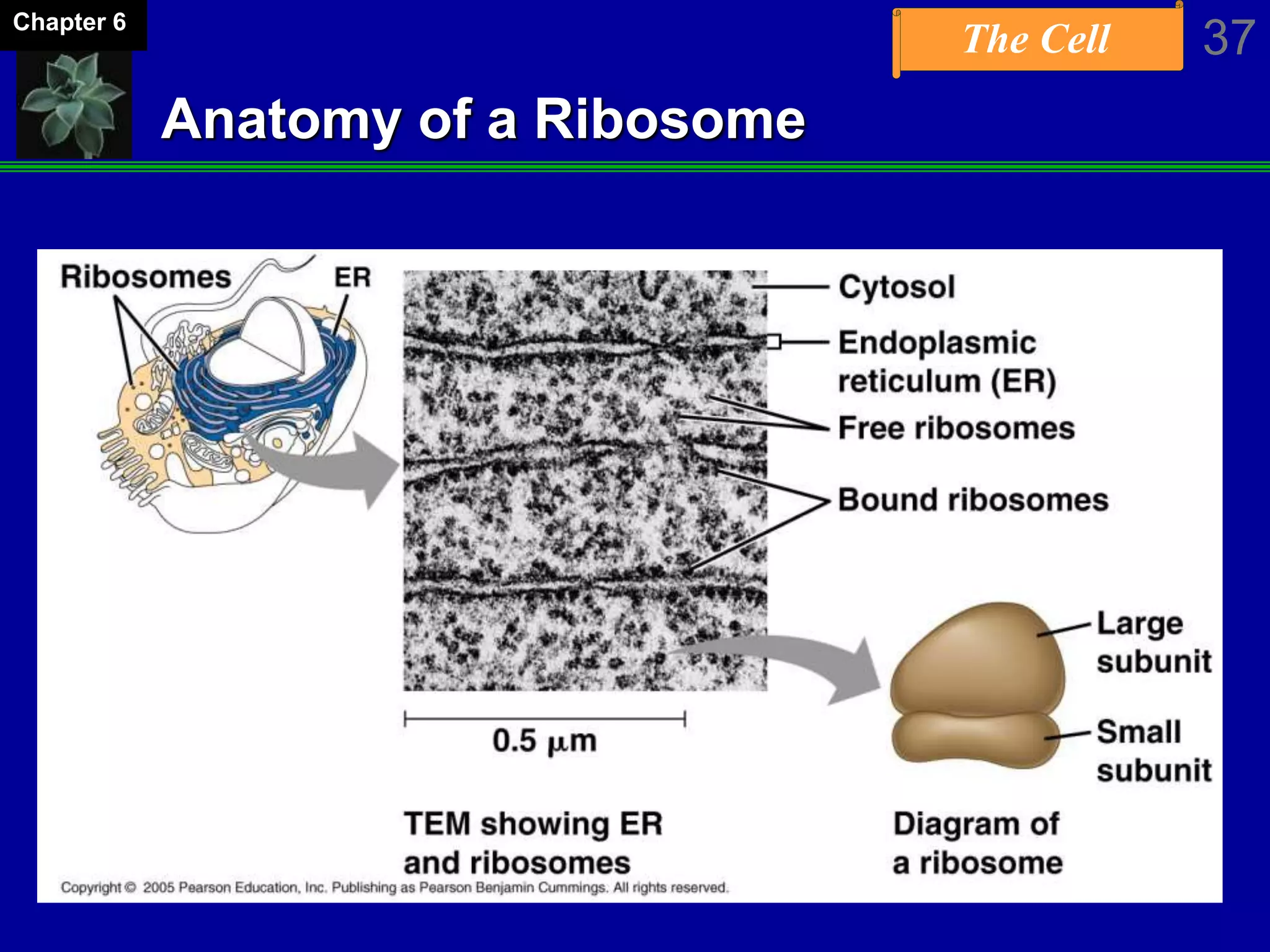 The Cell 37Chapter 6
Anatomy of a Ribosome
 