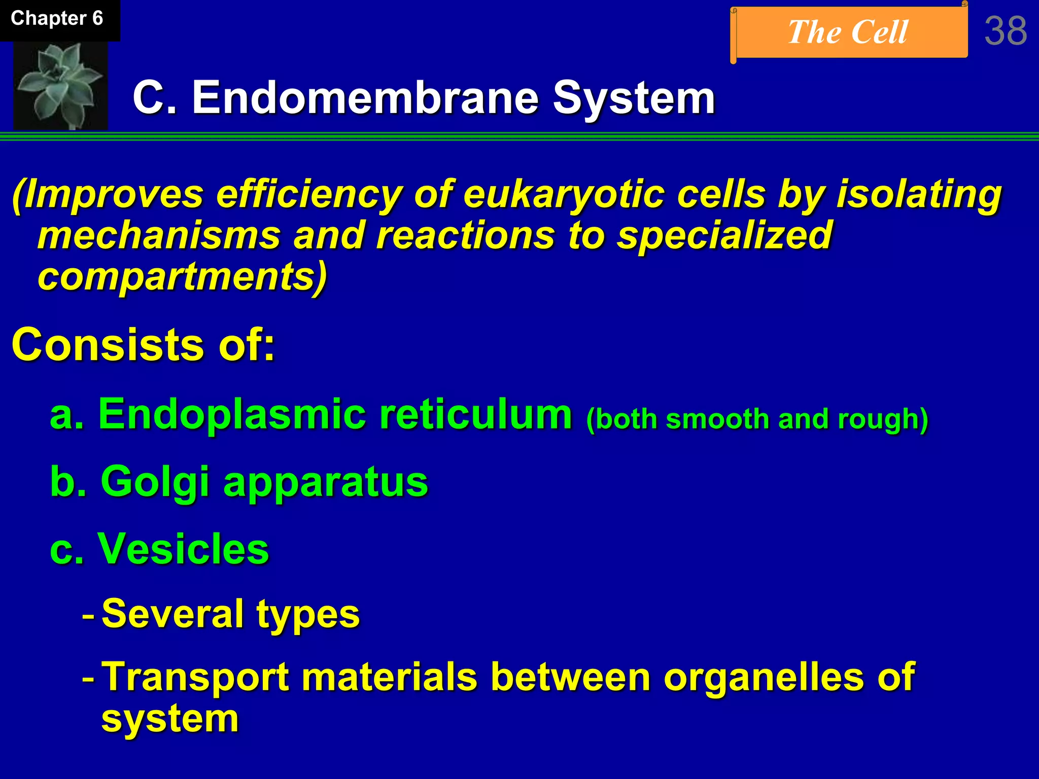 The Cell 38Chapter 6
C. Endomembrane System
(Improves efficiency of eukaryotic cells by isolating
mechanisms and reactions to specialized
compartments)
Consists of:
a. Endoplasmic reticulum (both smooth and rough)
b. Golgi apparatus
c. Vesicles
-Several types
-Transport materials between organelles of
system
 